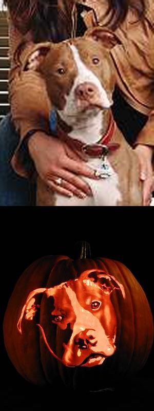 Rachael Ray's dog Isaboo